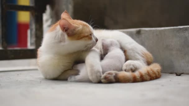 Eine Katzenmutter in weißem und braunem Haar füttert ihre Kätzchen. Kätzchen saugen an einer Katzenkiste. Lebensstil der Katze