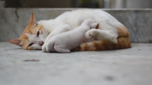 Una Gata Madre Pelo Blanco Castaño Alimentando Sus Gatitos Los — Vídeo de stock