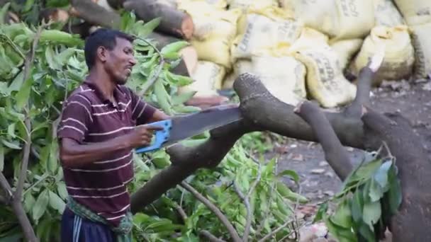 Hombre Corta Una Rama Árbol Con Una Sierra Mano Bengala — Vídeos de Stock
