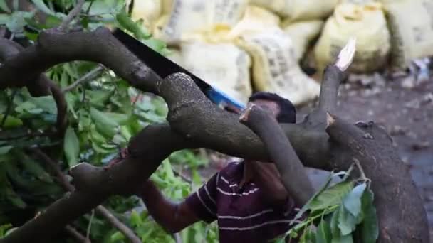 Man Skär Gren Ett Träd Med Handsåg Västra Bengalen Indien — Stockvideo