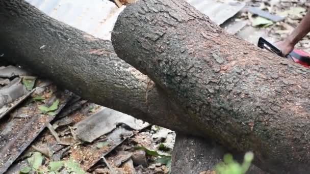 Lumberjack Zaagt Gevelde Boomstam Met Kettingzaag India Ontbossingsconcept — Stockvideo