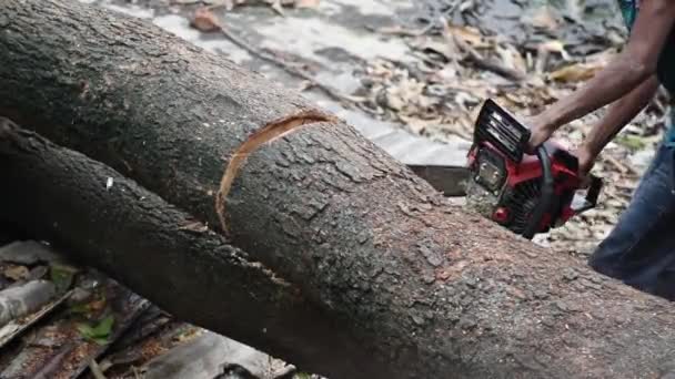 Lumberjack Zaagt Gevelde Boomstam Met Kettingzaag India Ontbossingsconcept — Stockvideo