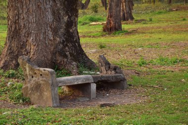 Shibpur 'daki Hint Botanik Bahçesi' nin patikasında yosun kaplı terk edilmiş çimento tezgahı, Howrah, Kolkata yakınlarında. Yumuşak odak