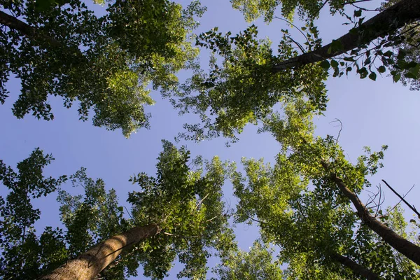 Looking up at the sky from the ground in the forest