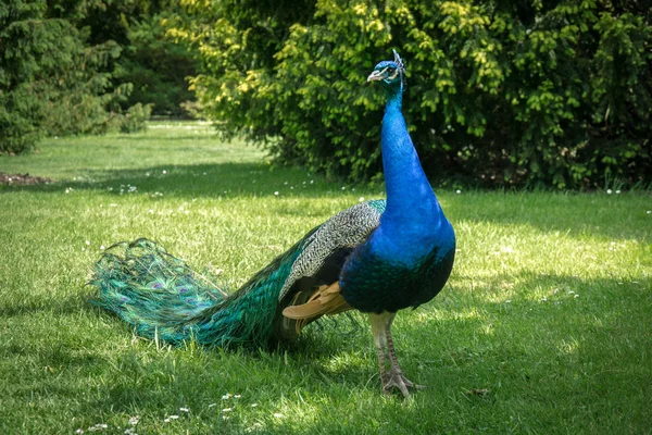 Glamorous peacock with its feathers folded — Stock Photo, Image