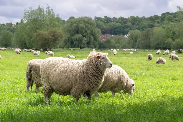 Ovejas pastando en la medow junto a la Catedral de Salisbury — Foto de Stock