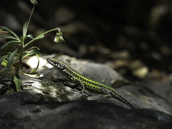 Lzard Des Murailles Lzard Vivipare — Foto de Stock