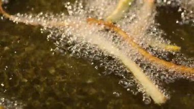 yağ kızartma biber dilimleri yavaş hareket