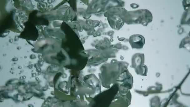 Slow Motion Van Olijftak Koken Water — Stockvideo