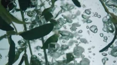 suda kaynar zeytin dalı yavaş hareket 