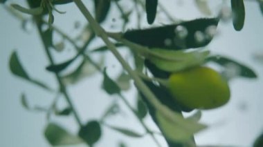 suda kaynar zeytin dalı yavaş hareket 