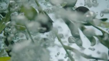 suda kaynar zeytin dalı yavaş hareket 