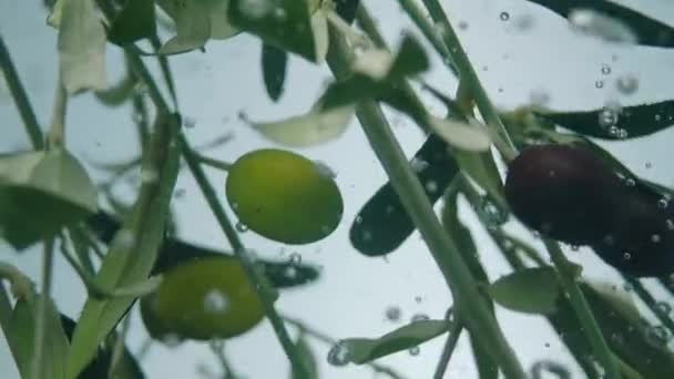 橄榄枝在水中沸腾的慢动作 — 图库视频影像