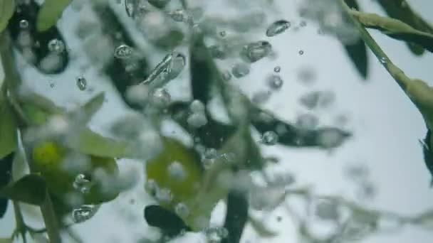 Замедленное Движение Оливковой Ветви Кипящей Воде — стоковое видео