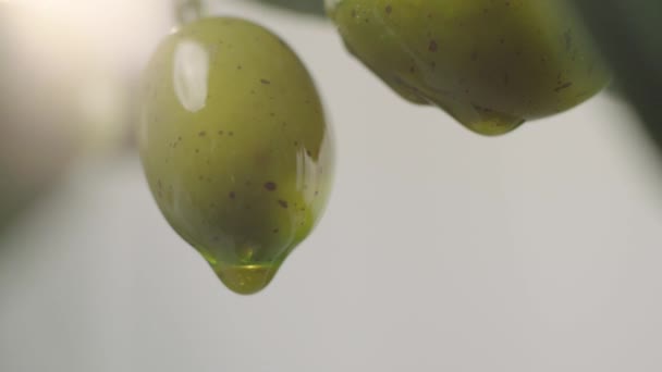 Close Oil Dripping Green Olive — Stock Video
