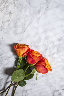 Mermer arka planda üç renkli turuncu gül, çiçekler ve aşk, sevgililer günü konsepti