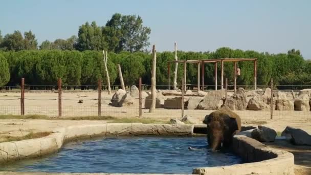 Мытье Охлаждение Телят Бассейне Зоопарка Летом — стоковое видео