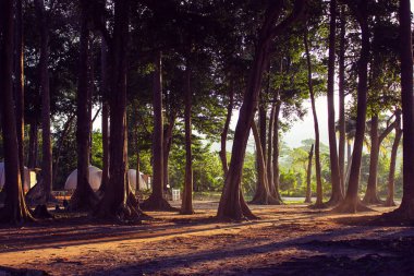 Havelock Adası Radhanagar plajda doğal ışık ve kulübe ile orman, Andaman ve Nicobar Adaları