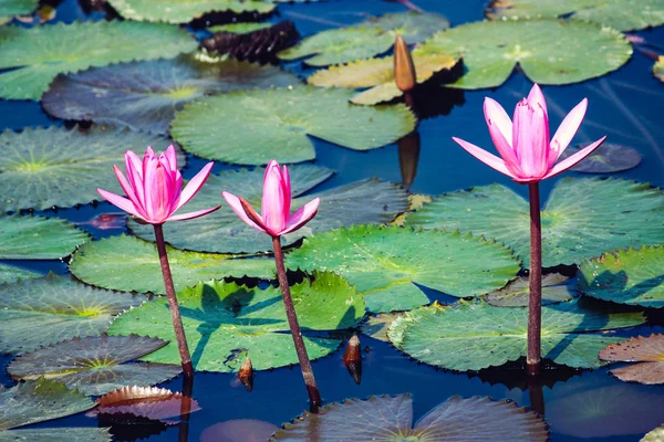 Drei rosa blühende Blüten auf einem Teich, umgeben von schwimmenden Blättern, Andamanen- und Nikobarinseln — Stockfoto