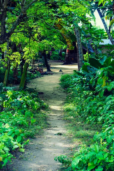 a path in the jungle at Havelock Island, Andaman and Nicobar Islands