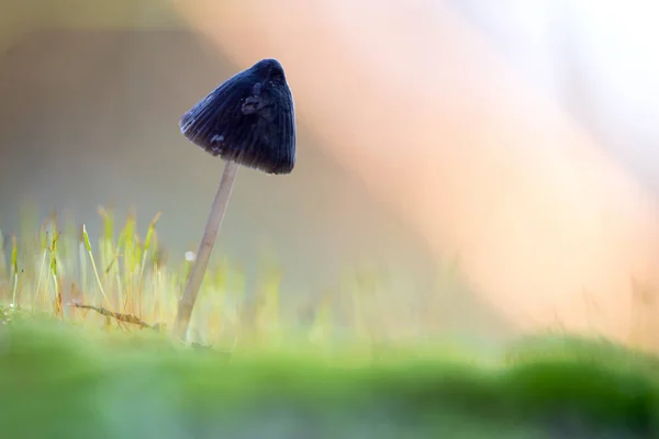 Cogumelo Floresta — Fotografia de Stock