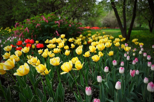 Sarı, pembe ve kırmızı lale çiçekleri bir baharda arka planda yeşil çimenler ve ağaçlar olan bir bahçede