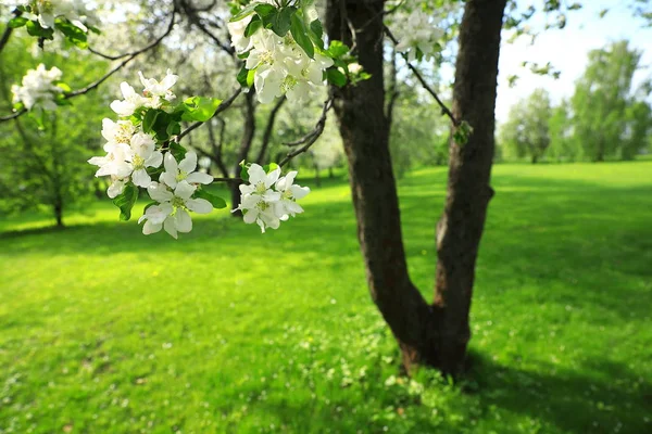 一棵白花盛开的苹果树在公园里盛开 绿草如茵 — 图库照片