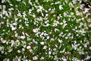 Baharda bir parkta yeşil çimlerin üzerinde beyaz kiraz yaprakları.