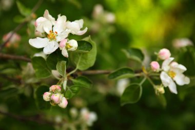 Beyaz çiçekler ve tomurcukları ile bir elma ağacının dalı, bir bahar gününde bir meyve bahçesinde, closeup