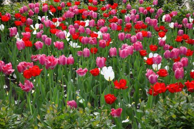 Bir bahar gününde bir parkta kırmızı, pembe ve beyaz laleileli bir çiçek yatağı