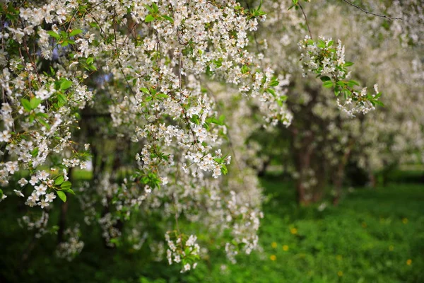 Blossoming Cherry Trees White Flowers Green Grass Dandelions Orchard Spring — Stock Photo, Image