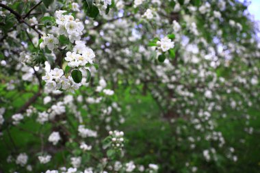 Ön planda odak beyaz çiçekleri ile bir elma ağacının çiçek dalları ve arka plan karşı bulanık