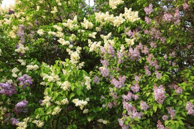 Lavanta ve beyaz leylak çalılar bir bahar gününde bir parkta çiçek