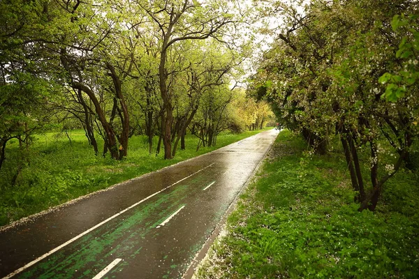 Бігова Доріжка Мокра Після Дощу Душі Білими Впали Вишневі Пелюстки — стокове фото