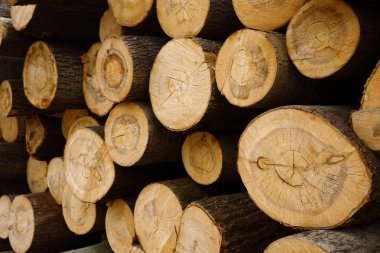 Kütükler yığını, testere kesikleri, yakın çekim