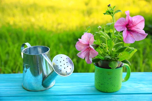 Young Plant Pink Petunia Flower Mug Iron Watering Can Blue — Stock Photo, Image
