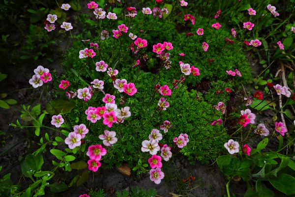 Moss blossoming with pink flowers in a flower bed