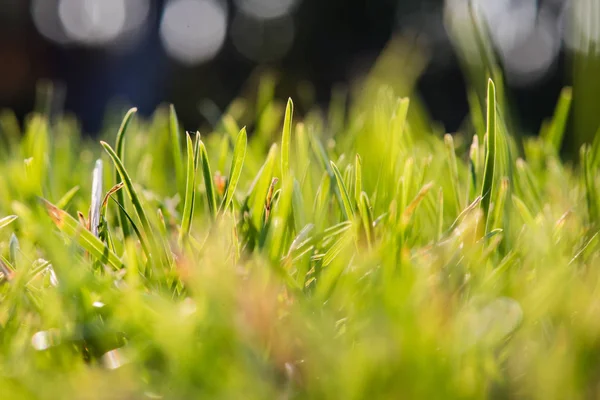 Fresh Green Grass Bokeh — Stock Photo, Image