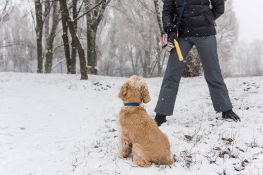 Köpek kış açık havada yelllow sopa ile tren