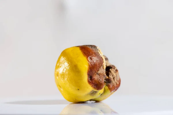 Half rotten yellow apple quince in studio — Stock Photo, Image