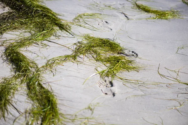 Algenwasserpflanze mit Sand aus nächster Nähe — Stockfoto