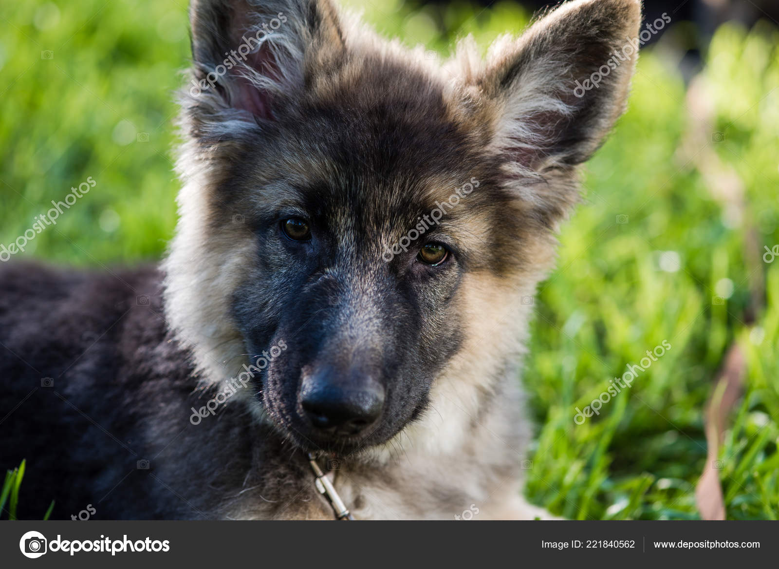 Portrait De Mignon Chiot Berger Poil Long Photographie
