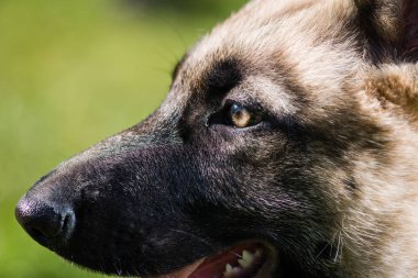 Sarı göz ve Shepherd ıslak burun