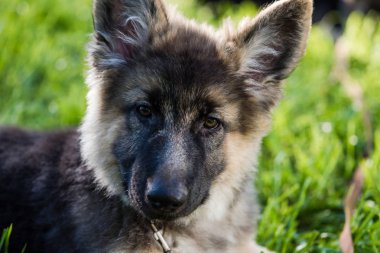 Portre sevimli uzun saçlı çoban köpek