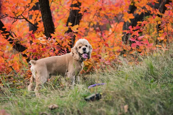 Schattig huisdier hond spelen in herfst bos — Stockfoto