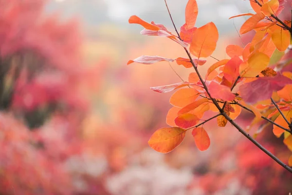 Foto di sfondo di rosso arancio autunno foglie — Foto Stock