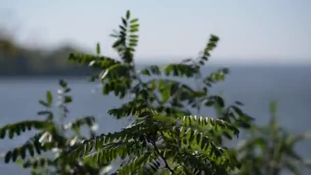 Acacia feuilles d'arbre vert agitant de près — Video
