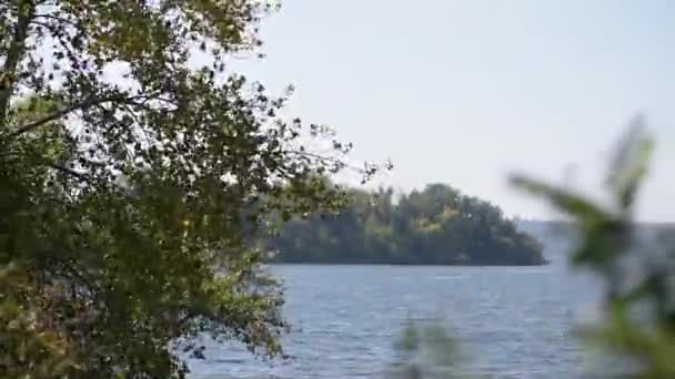 Плаваюче листя на дереві з сильним вітром — стокове відео