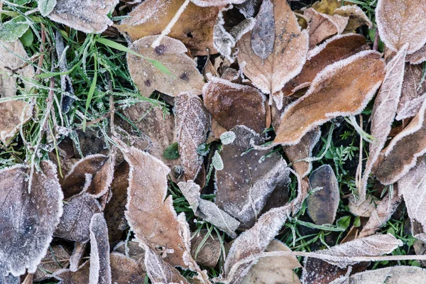 Texture des feuilles congelées à l'extérieur gros plan — Photo