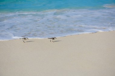 İki gri kuş sahil şeridinde yürüyor